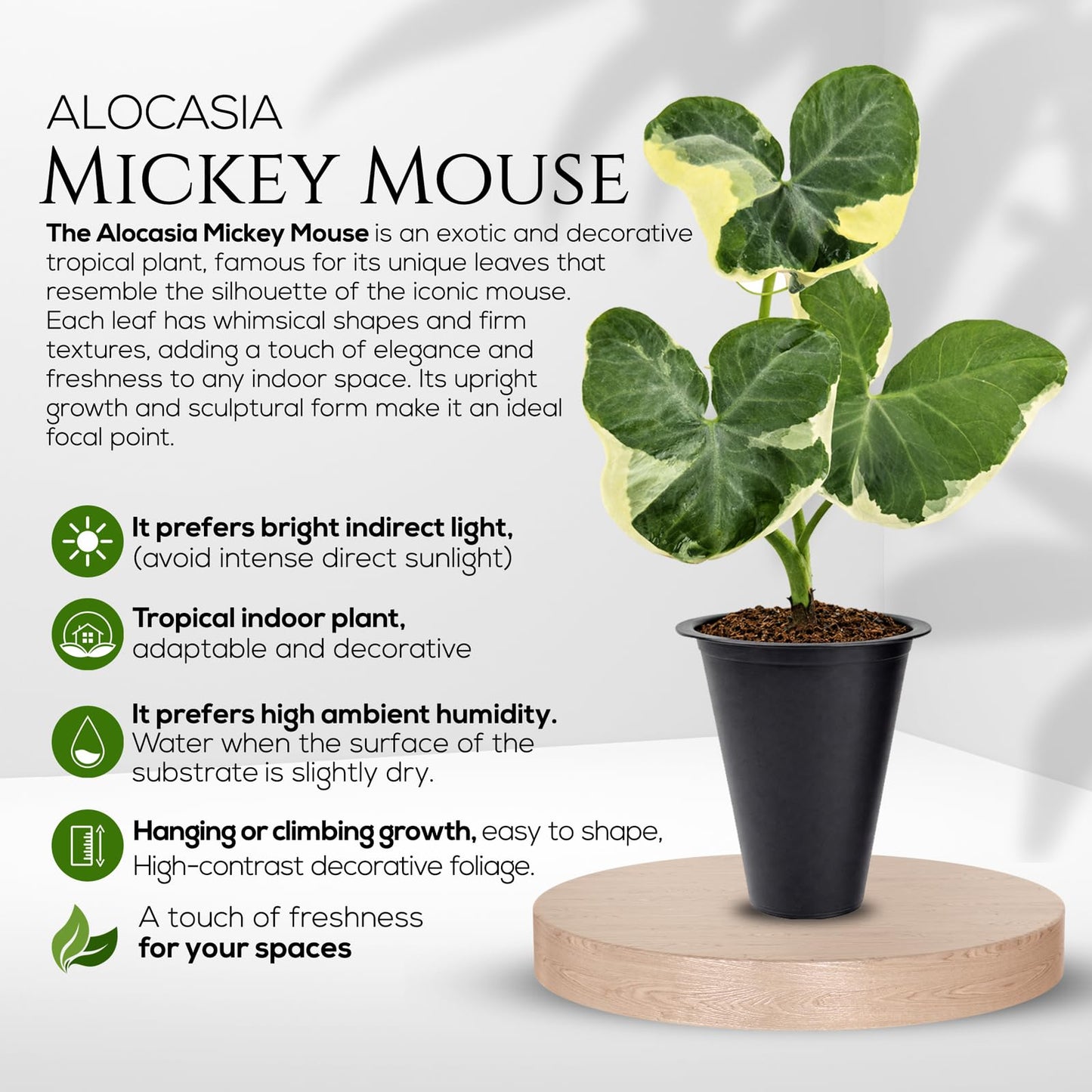 Alocasia Plant Collection (4 Pack) -Cuprea, Mickey Mouse, Silver Dragon, Dragon Scale- Rare Indoor Houseplants, Exotic Elephant Ear Plants Live, Live Starter Plants.