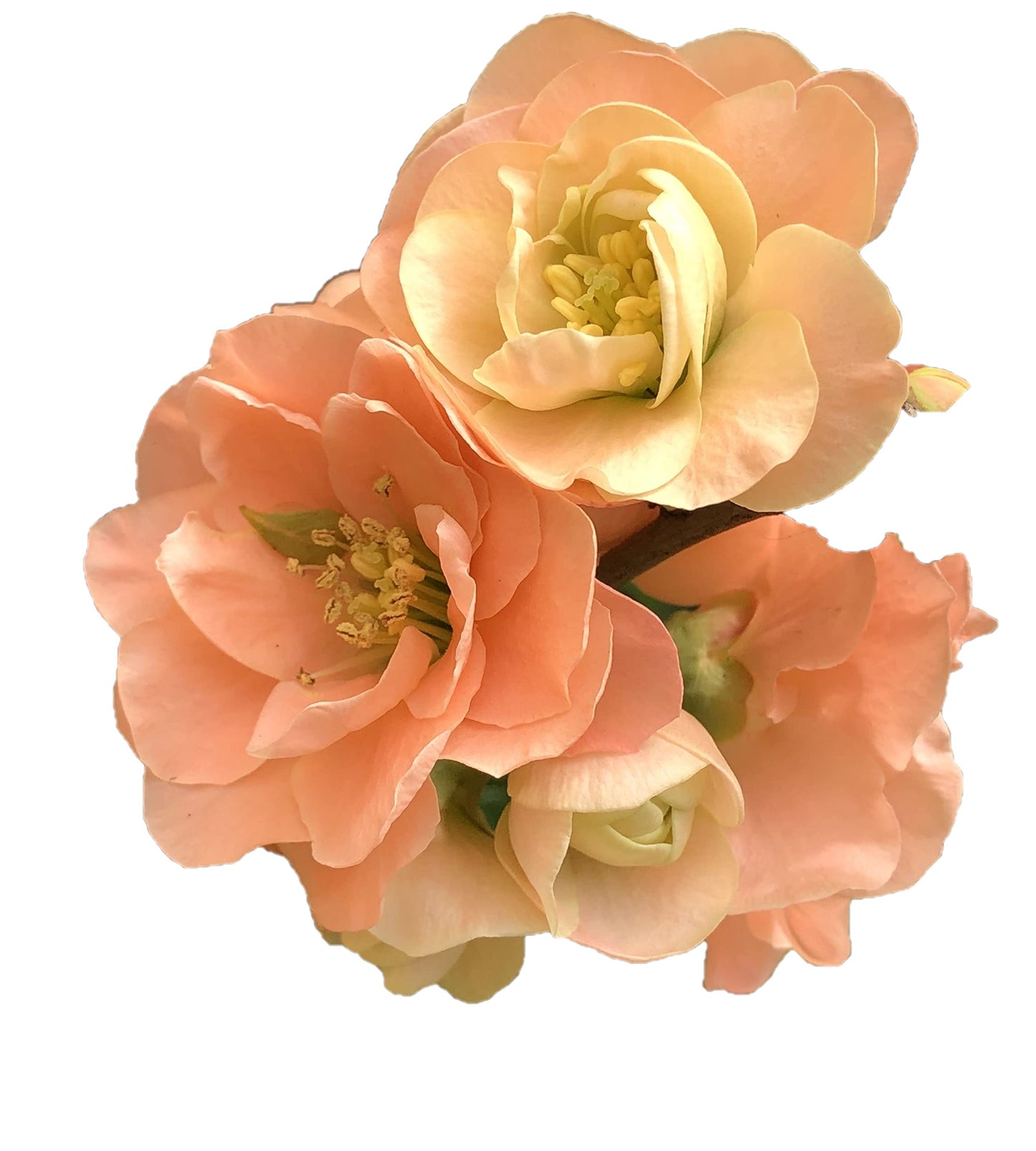 Cameo Flowering Quince - Live Plant Shipped 2 to 3 Feet Tall by DAS Farms