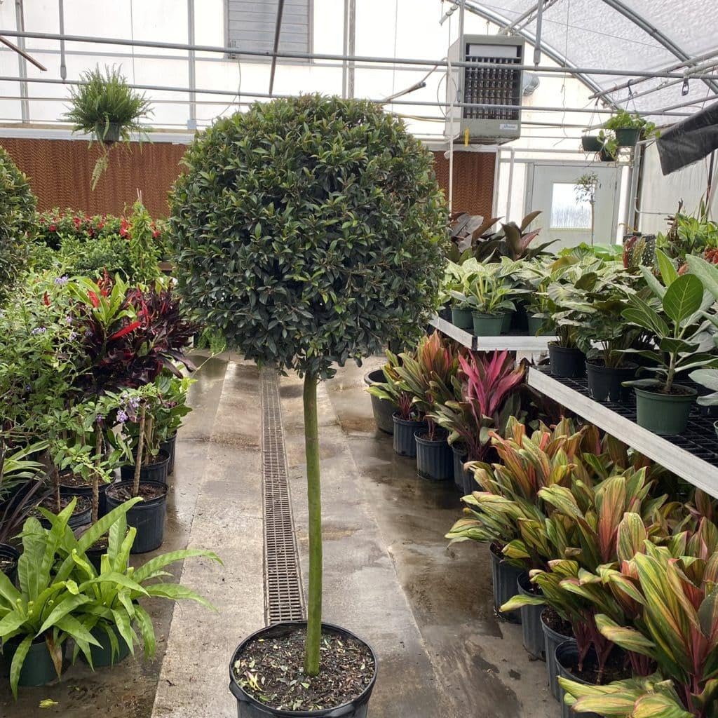 RedCrocus - RedCrocus Dwarf Brush Cherry Eugenia myrtifolia 'Globulus' — Evergreen Shrub, Compact, Ideal for Hedges, Containers & Landscape, Pollinator Friendly 10" Pot