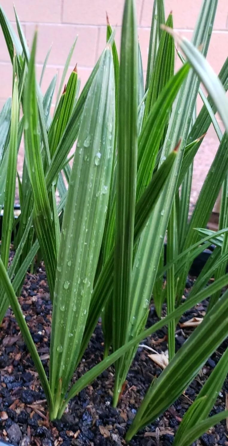 1+ Year Old Medjool Date Palm Seedling - Phoenix Dactylifera Plant Sapling