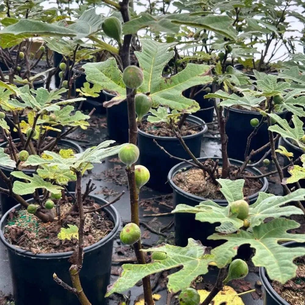 Fignominal Dwarf Fig, Ficus, 3 Gallon, Compact Fruit Tree, Full Sun