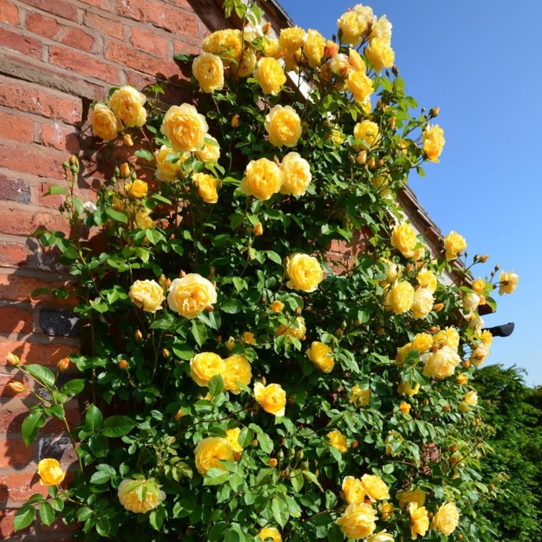Fragrant Climbing Rose Live Plant, Well Rooted 5-9" Tall, No Leaf, Indoor Outdoor Climber, Rose Bush, Hybrid Tea Rose Like (Yellow)
