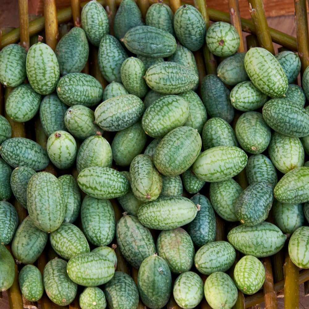 2 Cucamelon Plants Seedlings, 4 to 6 Inches Tall, Cucamelon Mini Cucumber Live Plant Vegetable Plants for Growing