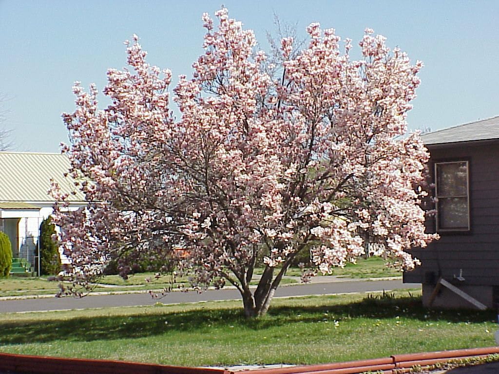 Live Plant - Saucer Magnolia Tree/Shrub - 6-12" Tall - Live Plant - 2.5" Pot - (Soulangeana)