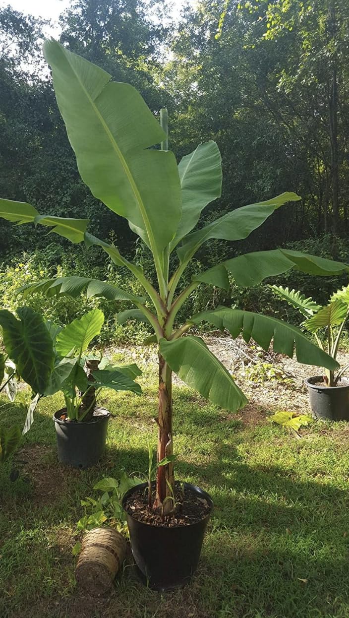 Grand Nain Banana Starter Plant - Live Banana Tree - 4-6 inches Tall (Grand Nain)