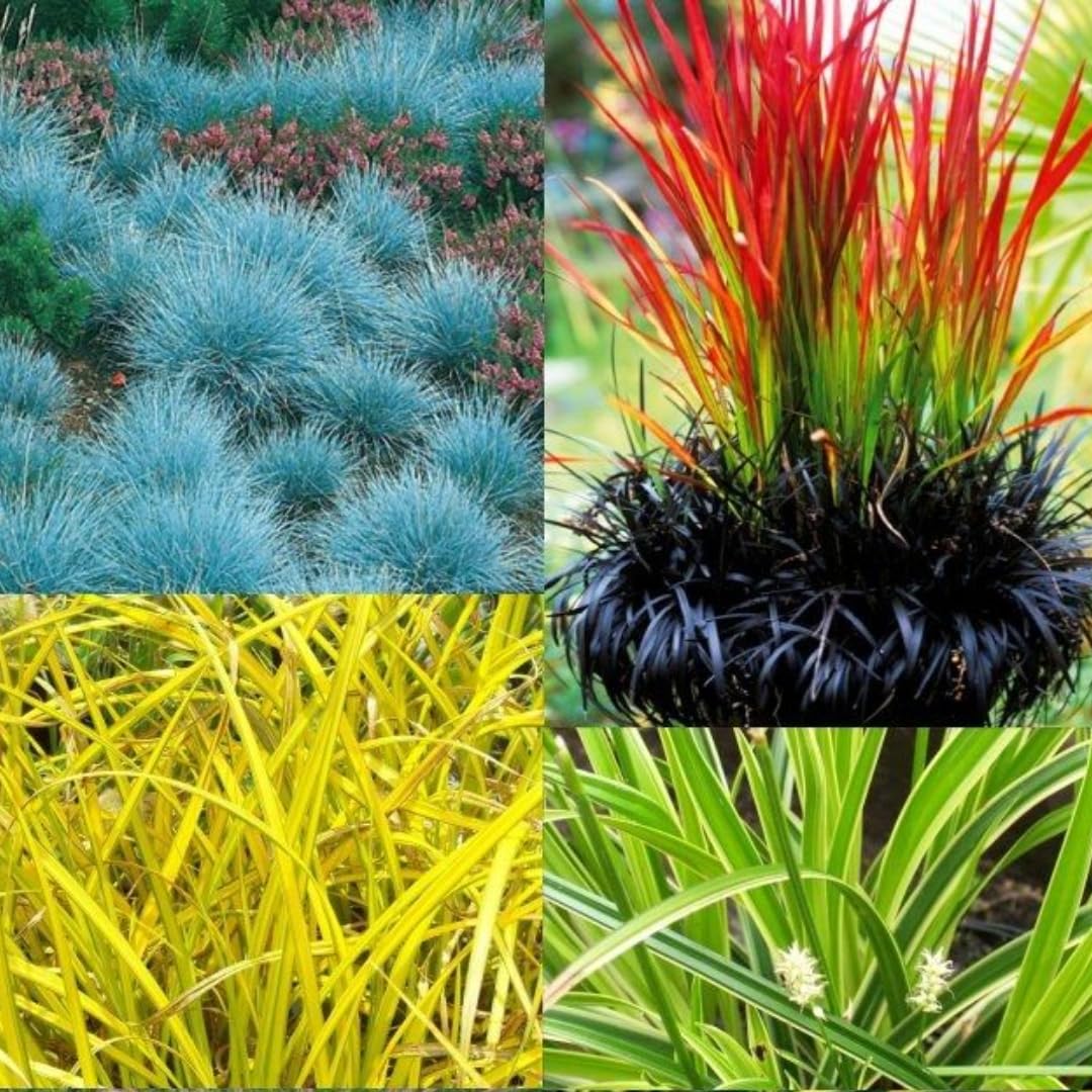 2 Grass Ornamental Grasses Seedlings, Live Grass Perennial Hardy Ornamental Plants, Outdoor Planting, 5-9" Tall (Mixed)