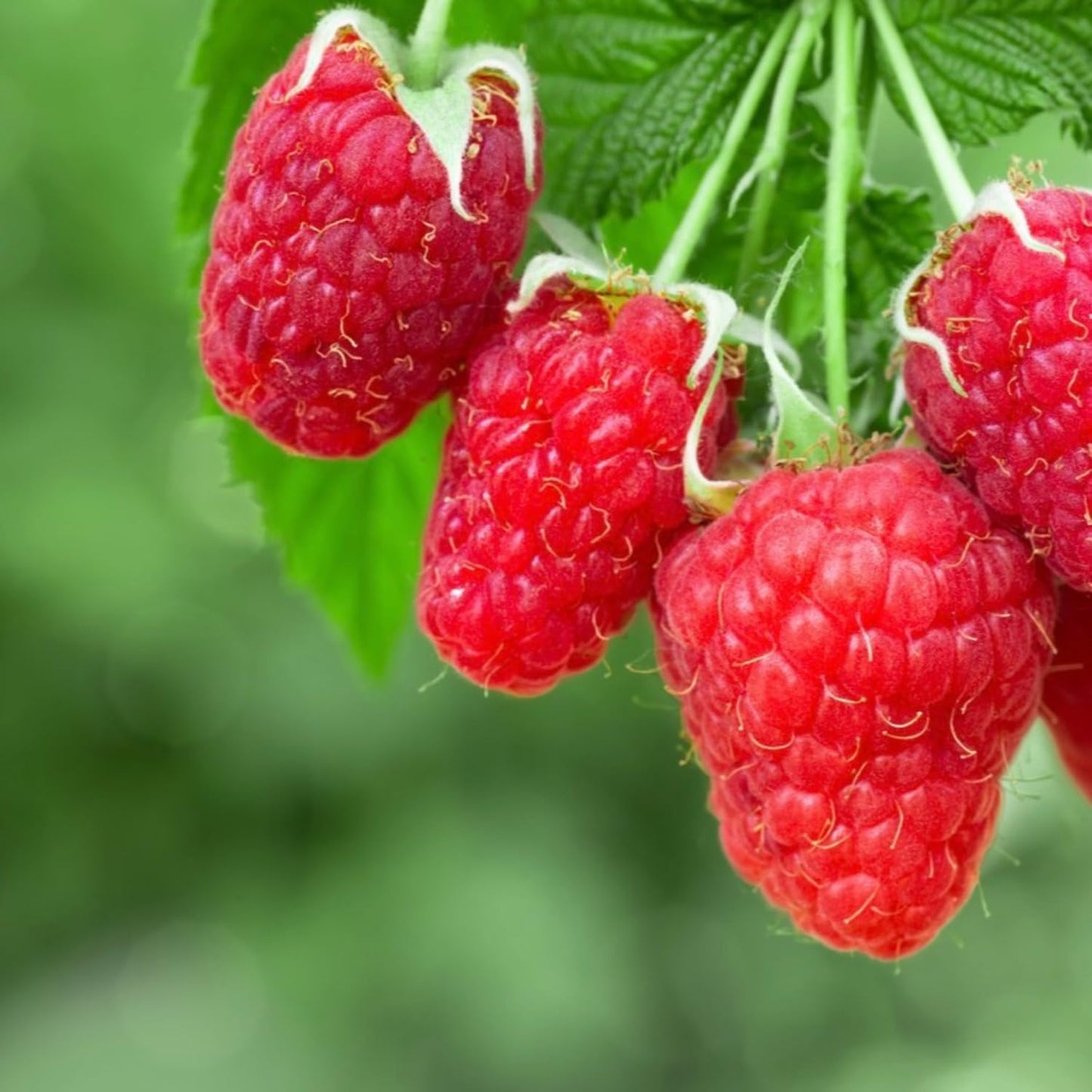 Set 2 Caroline Red Raspberry Plants Live, Raspberry Trees Live Plants, Raspberry Seedlings, 5-9 Inc, Raspberry Fruits Trees