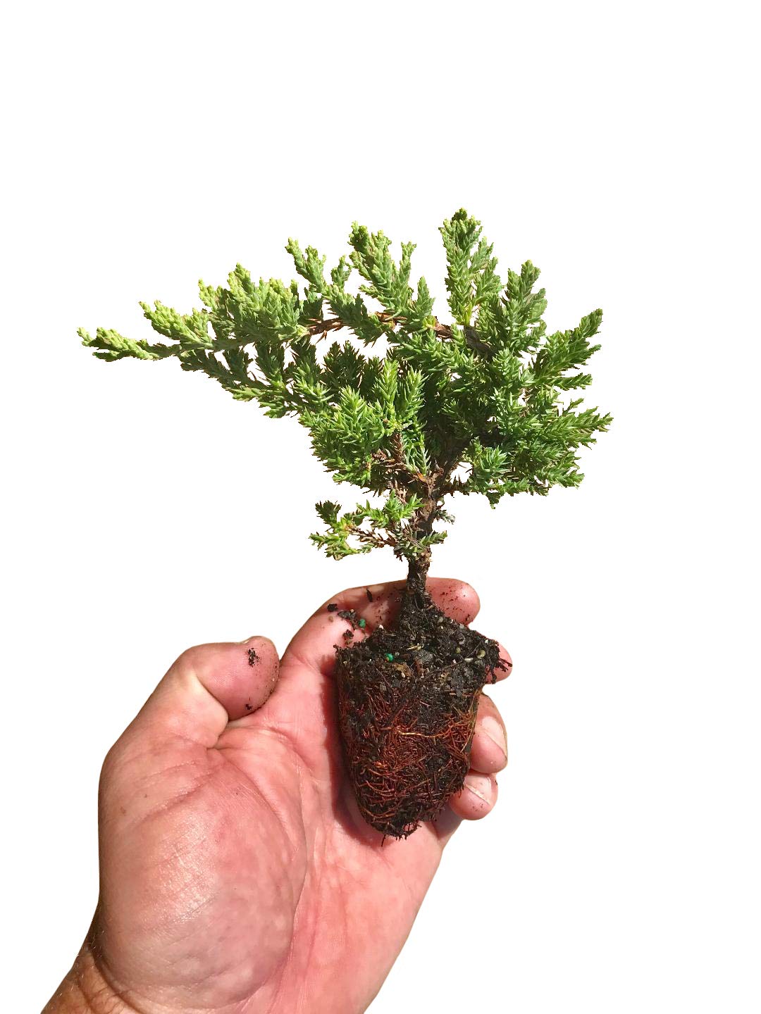Juniper Procumbens Nana - 15 Live Plants - Drought Tolerant Evergreen Groundcover - Great for Bonsai