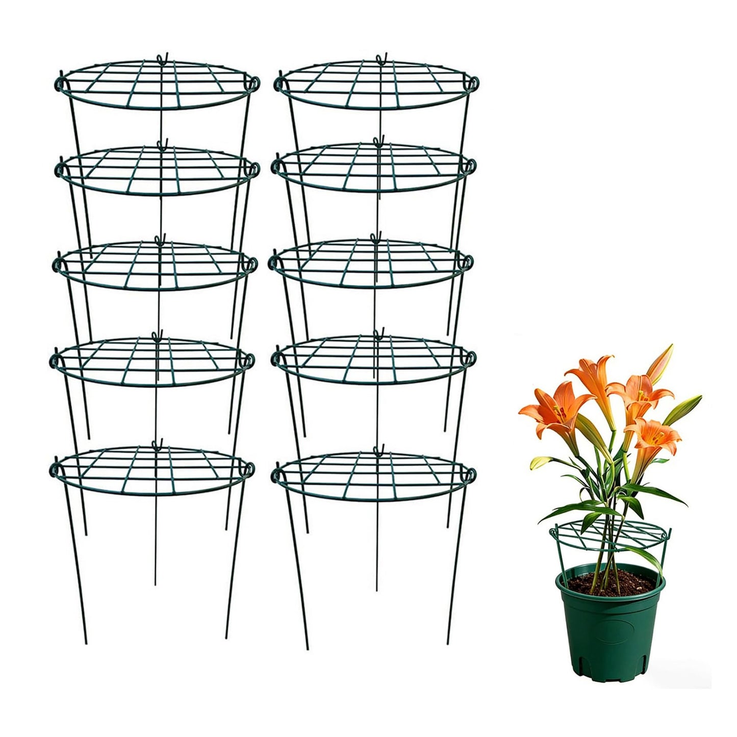 MTB Supply 10 Pack 16 x 24 inch Green Peony Cages Grow Through Plant Support Stakes Flower Support Hoops Heavy Plants Brace Rings