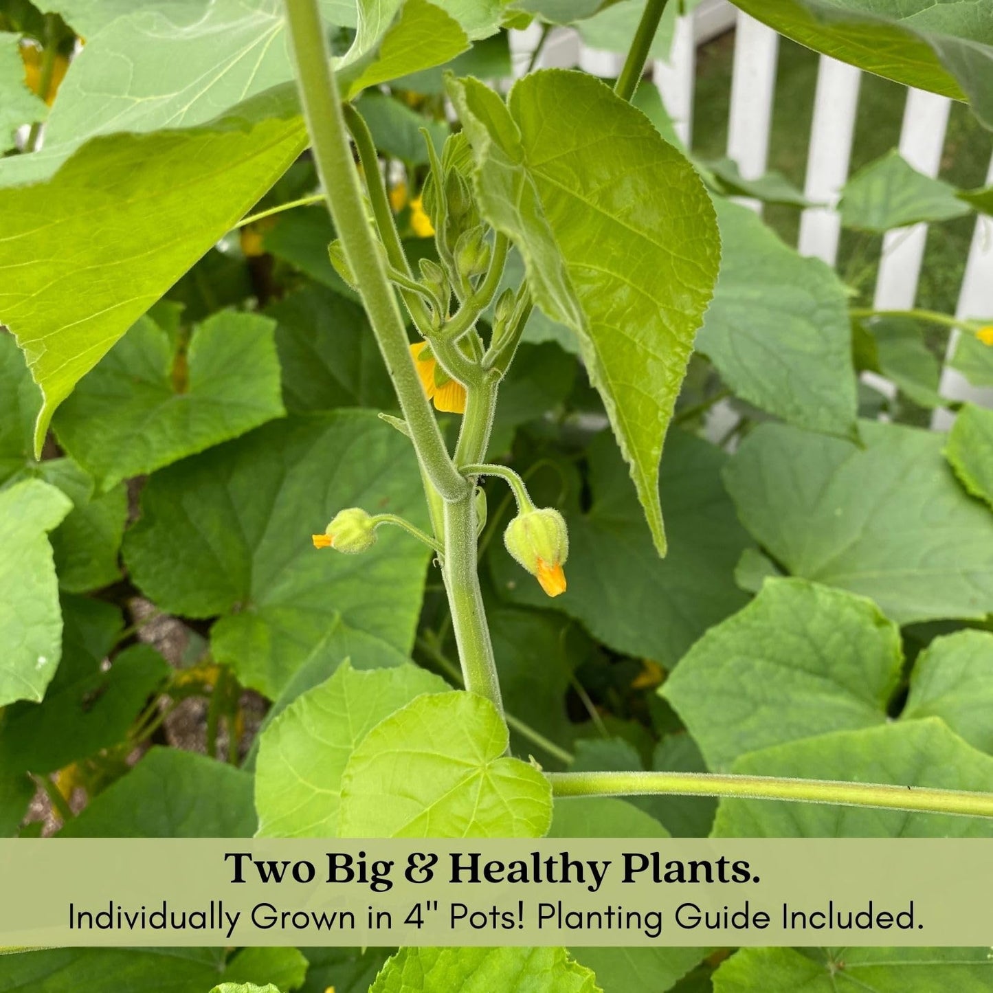 Clovers Garden Cucumber Slice More Plants - Two (2) Live Plants – Non-GMO - Not Seeds - Each 4" to 8" Tall – in 4" Inch Pots - Burpless, High Yield, Disease Resistant
