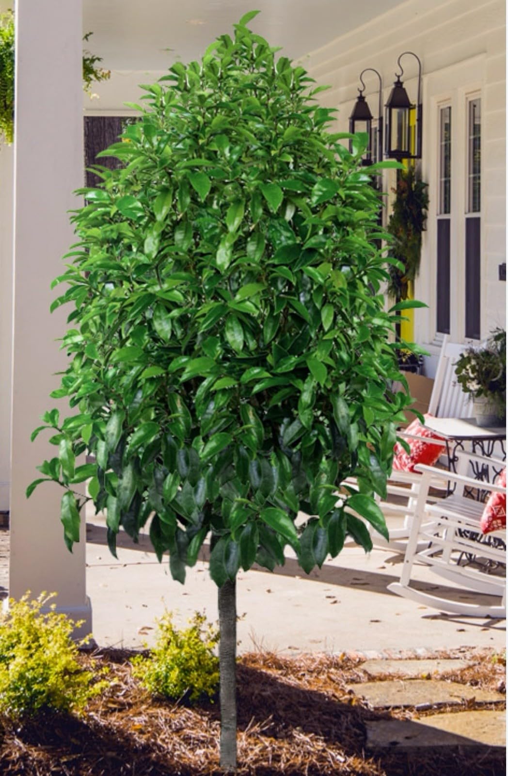 Live Plant - Stellar RubyMagnolia Hybrid TreeSMALL Starter Plant-Ruby Banana Scented Blooms