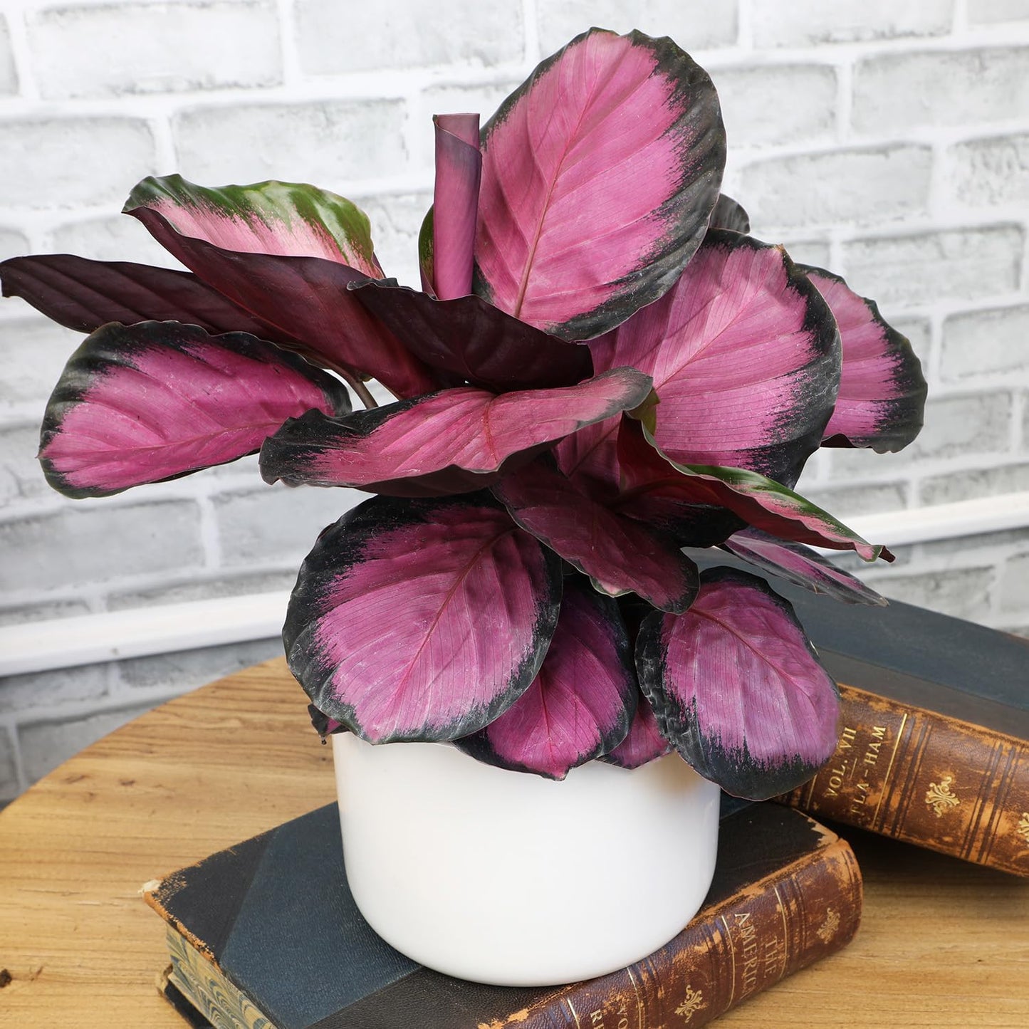 Purple Prayer Plant (Calathea Roseopicta) in 6" Grower Pot, Pet Friendly Houseplant, Live Prayer Plants & Decorative Air Purifying Indoor Houseplants by Plants for Pets