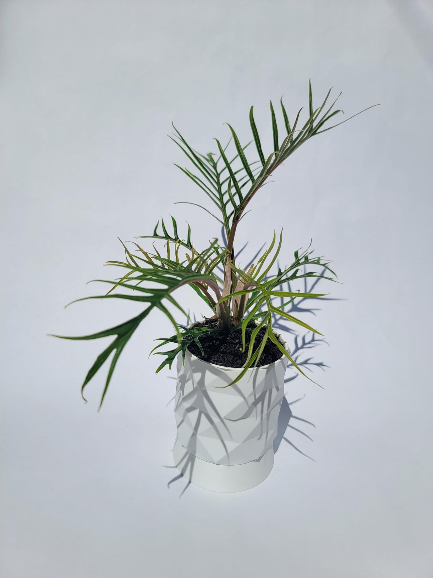 Philodendron Tortum Live Plant | Ships from CA | Available in Modern White Self-Watering Planter | Air Purifying & Pet-Friendly (+ Moden White Self-Watering Planter, Small Plant)
