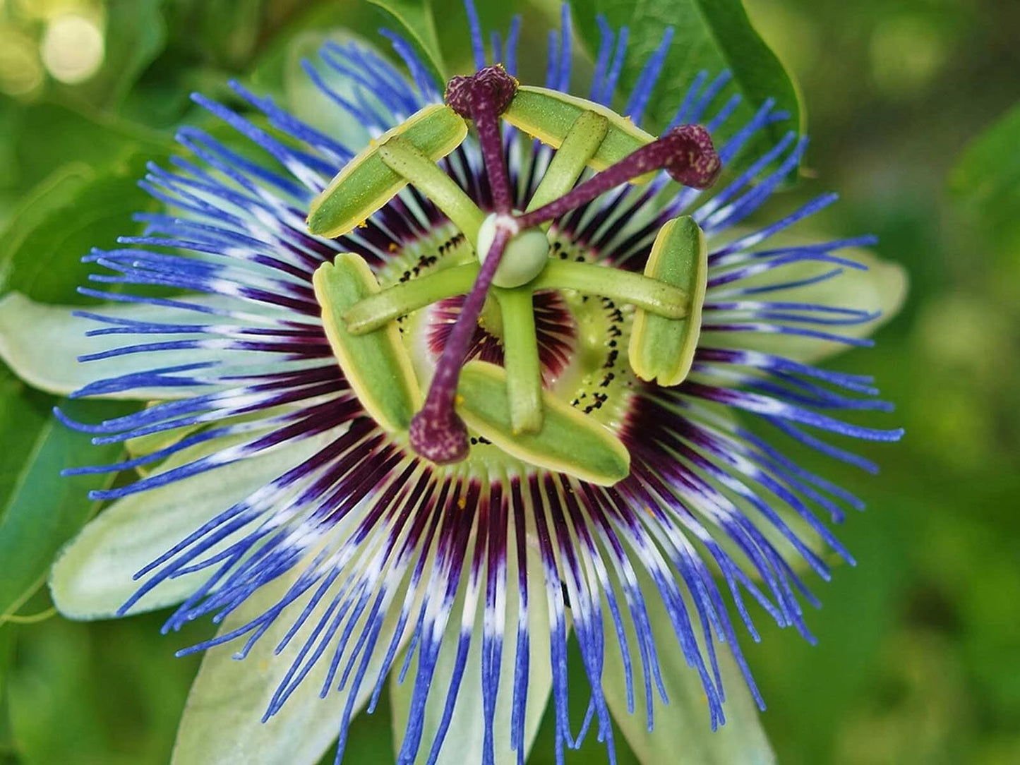 Live Plant - Hardy Blue Crown Passiflora caerulea Passion Flower Small Rooted Starter Plant