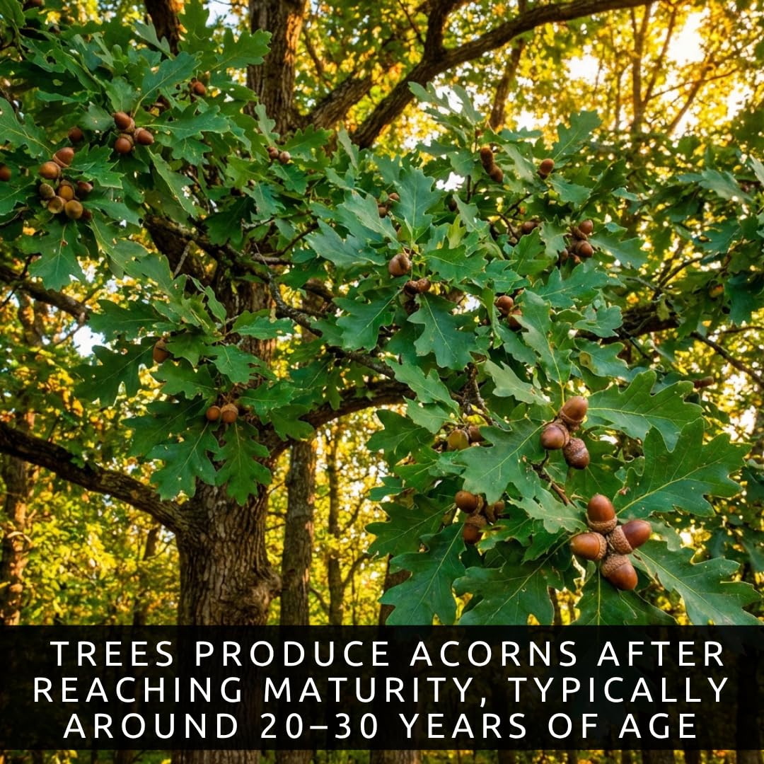 3 White Oak Trees for Planting – Quercus alba – Fast Growing Shade Trees – Hardy Landscape Oaks with Beautiful Fall Color (3 Trees) - Beautiful Fall Color, Long Lived