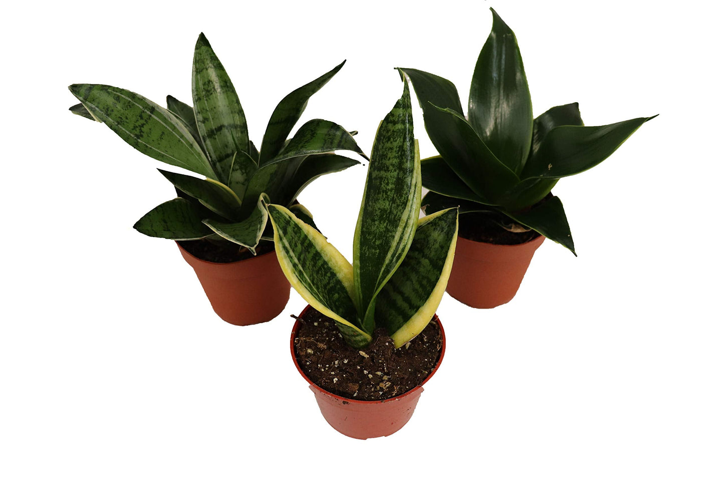 3 Snake Plant - Sansevieria Assorted Variety from California Tropicals
