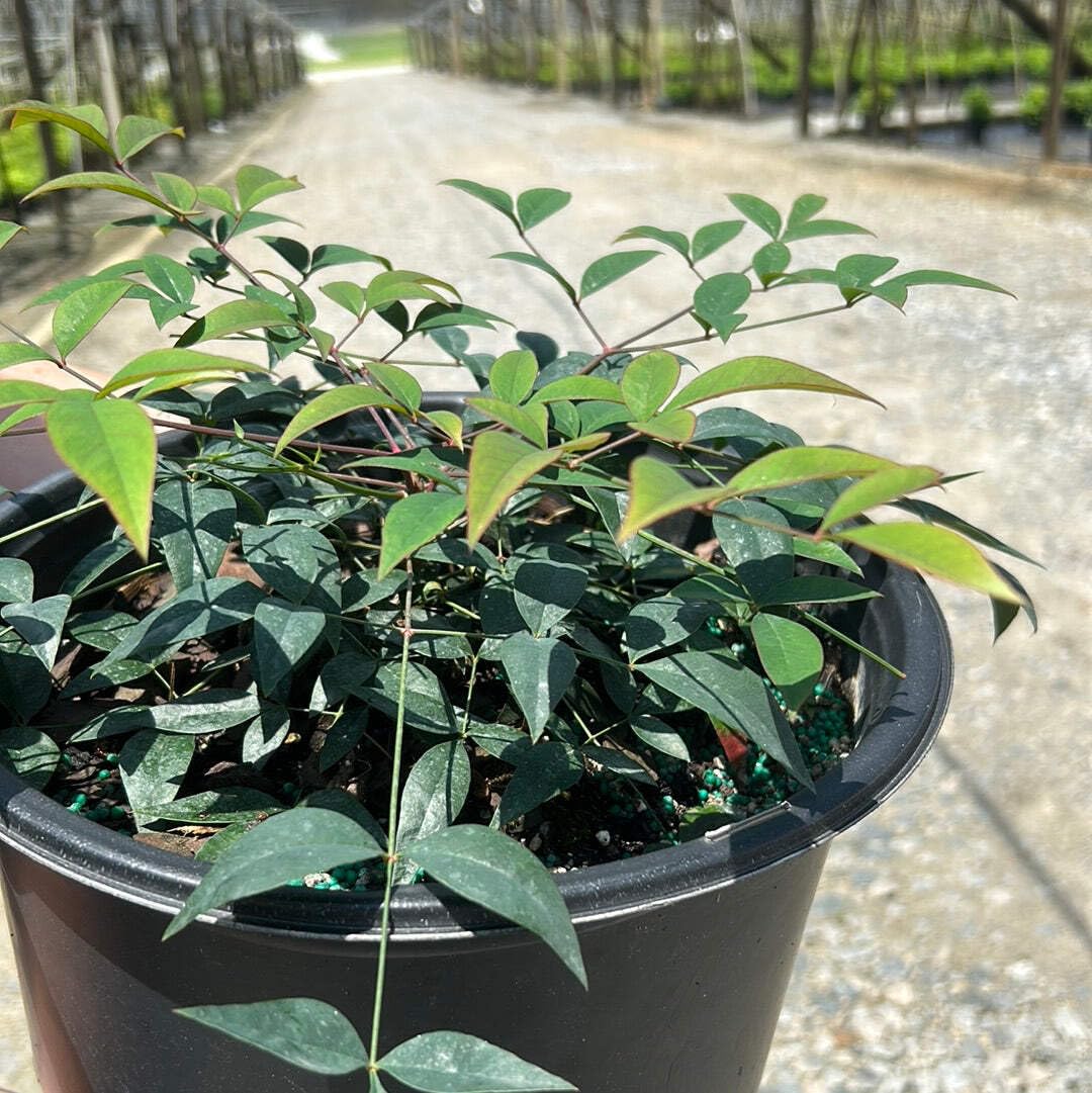 Harbor Belle Heavenly Bamboo, 3 Gallon, Evergreen Shrub
