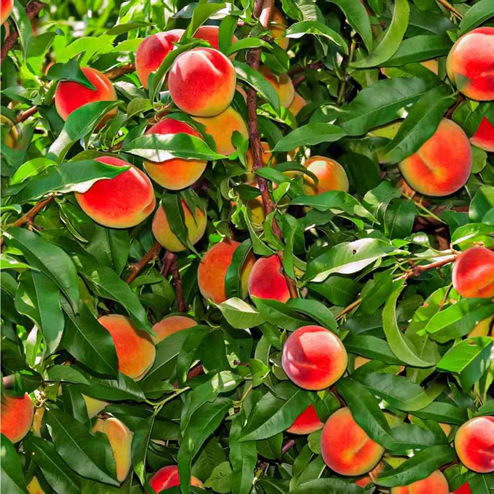 Mixrug 5+ Dwarf Peach Tree Seeds for Planting,Organic Fruit Tree Seeds,Prunus Persica Seed Non-GMO Heirloom for Sweet Juicy Fruit, Self Pollinating & Fast Growing Backyard Orchard Tree