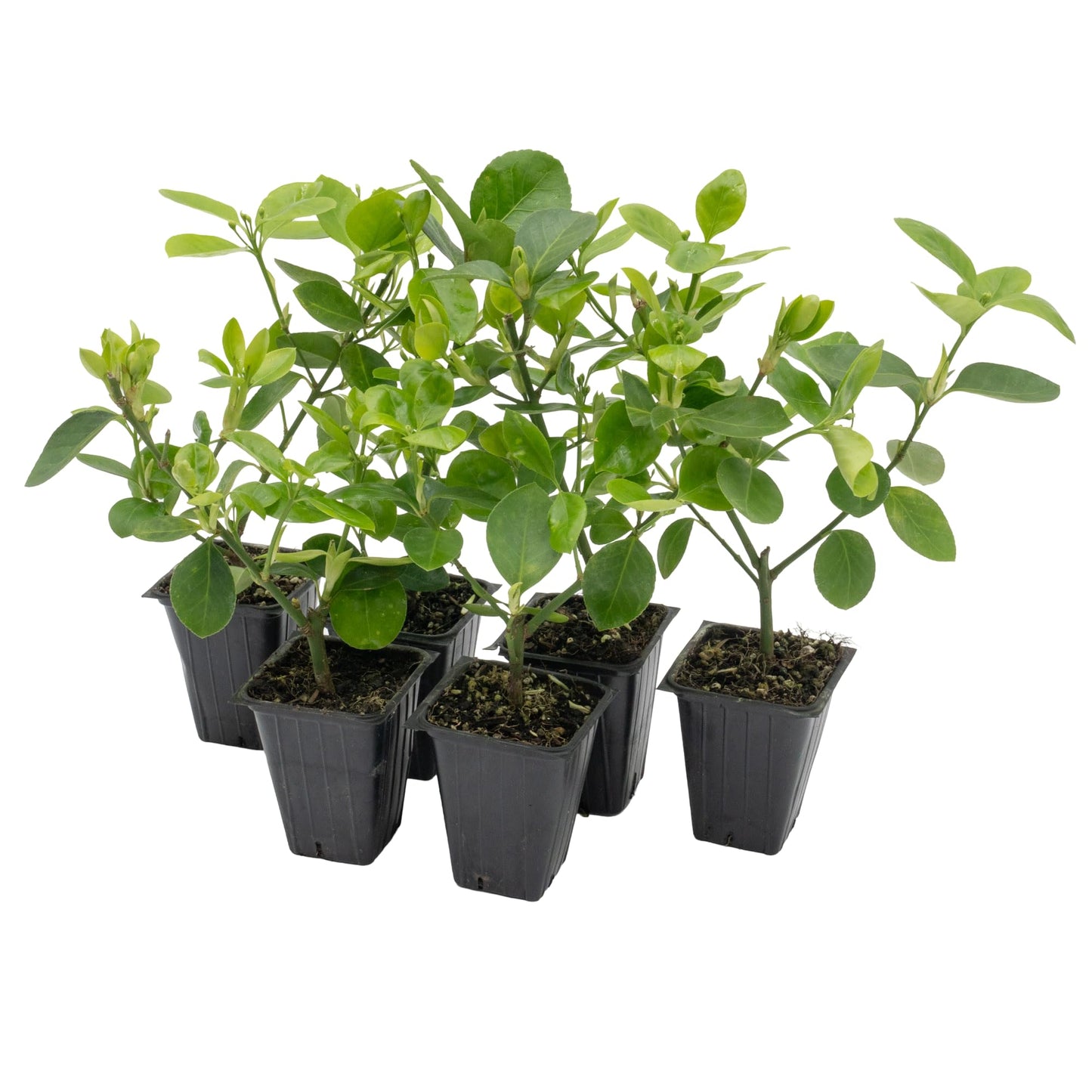 6 Live Manhattan Euonymus Plants (Euonymus Kiautschovicus ‘Manhattan’) – Evergreen Shrub for Hedges, Thriving in 2.5” Nursery Cubes