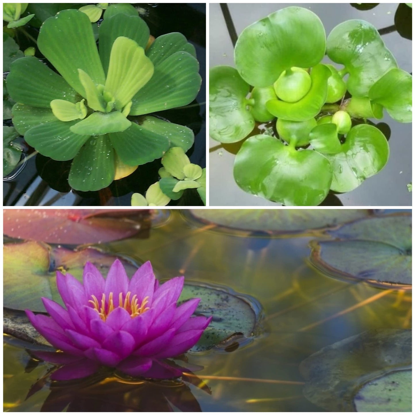 Water Lettuce (Pistia stratiotes) + Common Water Hyancinth (Eichhornia crassipes) Bundle + Water Lily Tuber Bundle- Floating Live Pond Plants