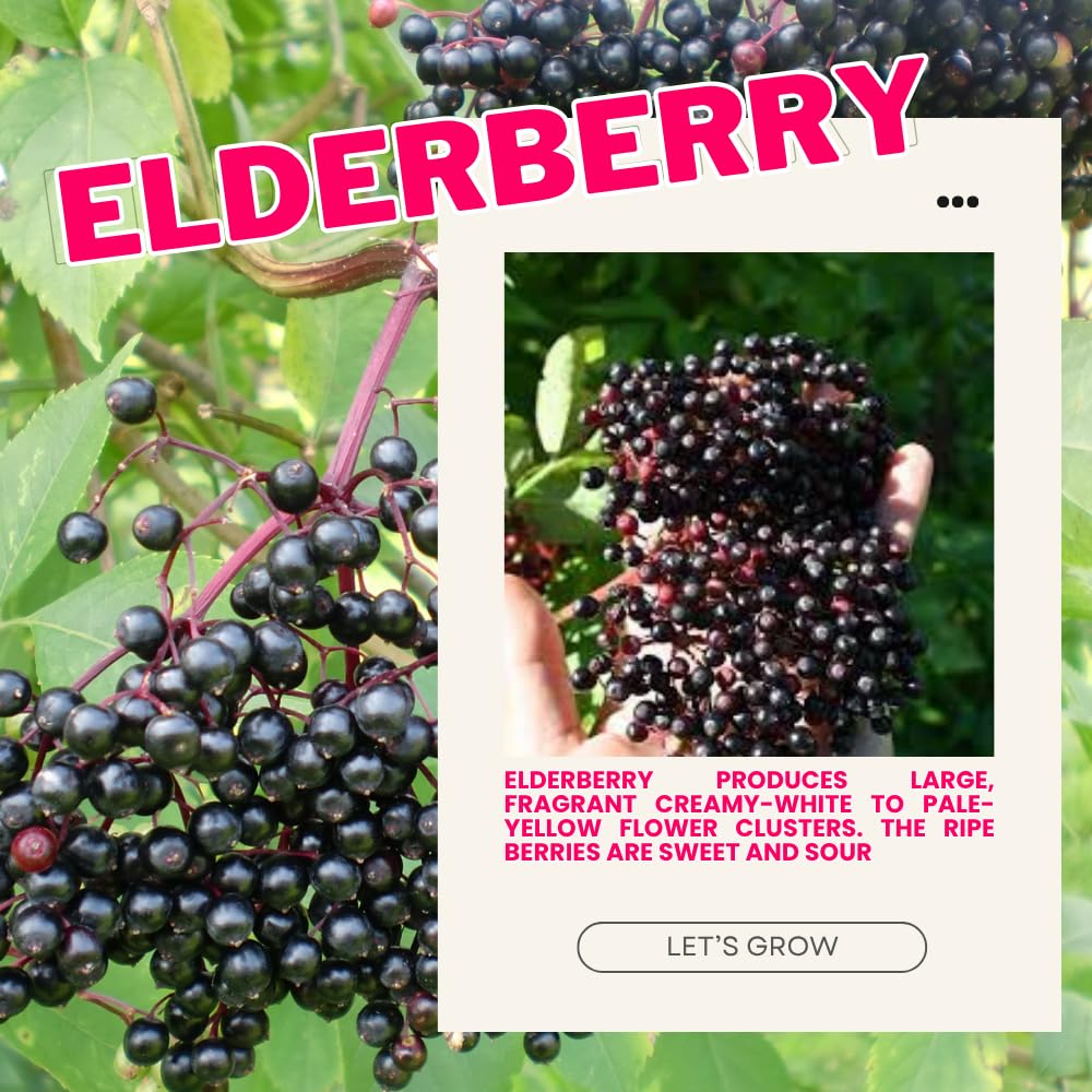1 Black Elderberry Plant Live, 6-9 Inch Tall, American Elderberry Bush, Hardy Elderberries Tree