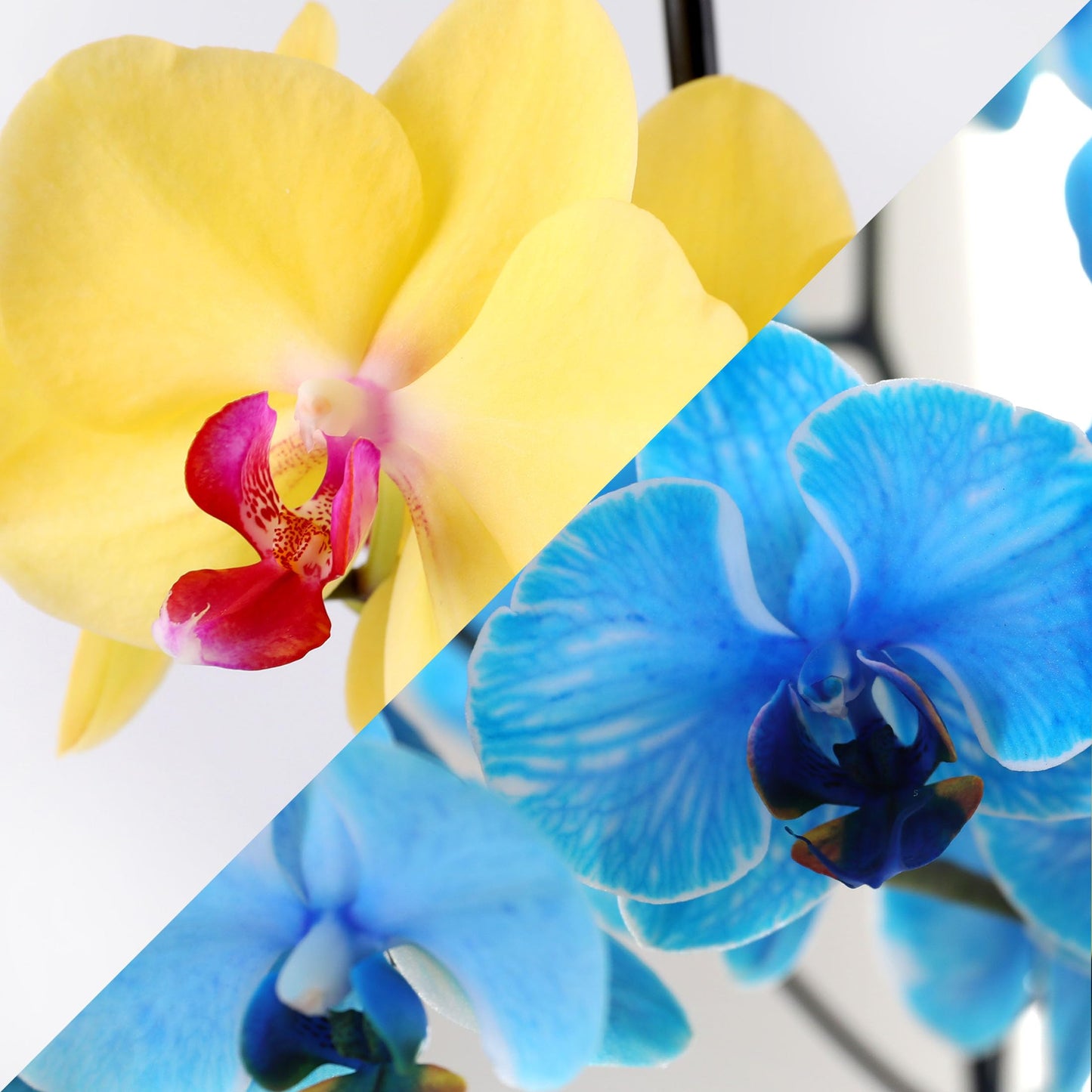 Green Circle Growers 10" Blue and Yellow Orchid in Blue Ceramic Pot, Live Indoor Plants, House Plant