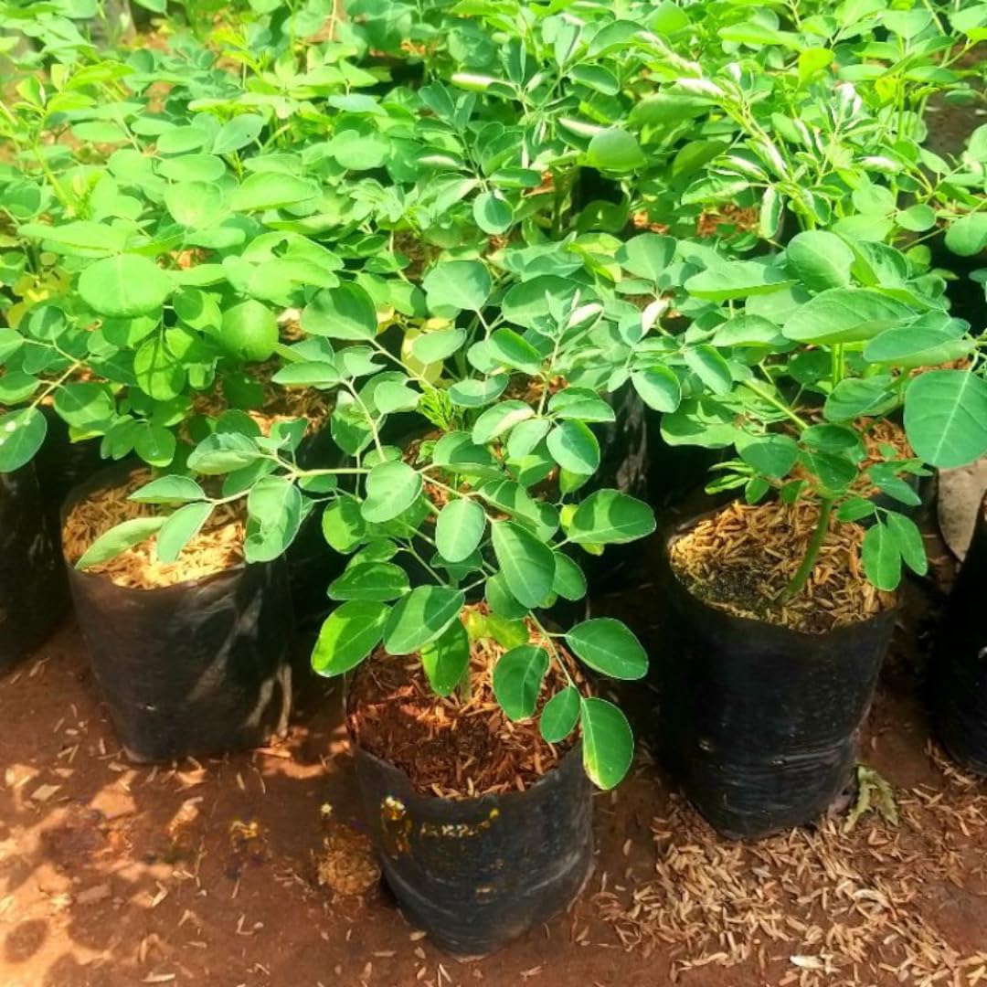 Dwarf Moringa Malunggay Trees Live Plants Well-Rooted, 6-10" Drumstick Horseradish Tree in 4" Pot, Moringa Oleifera for Gardening