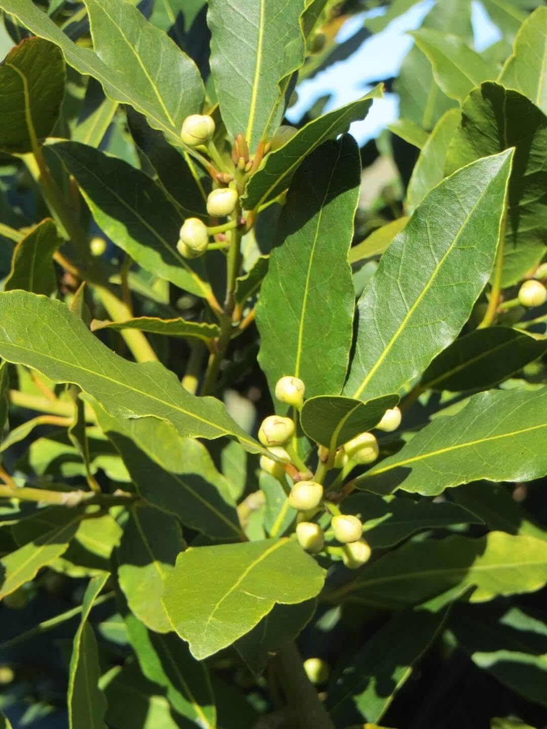RedCrocus - RedCrocus Bay Laurel Laurus nobilis Tree | Aromatic, Evergreen, Culinary Herb for Gardens & Containers 2 Gallon