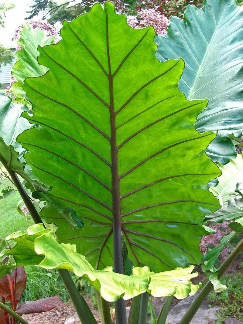 Live Plant - Portora Elephant Ear Alocasia Live Starter Plant Cold Hardy
