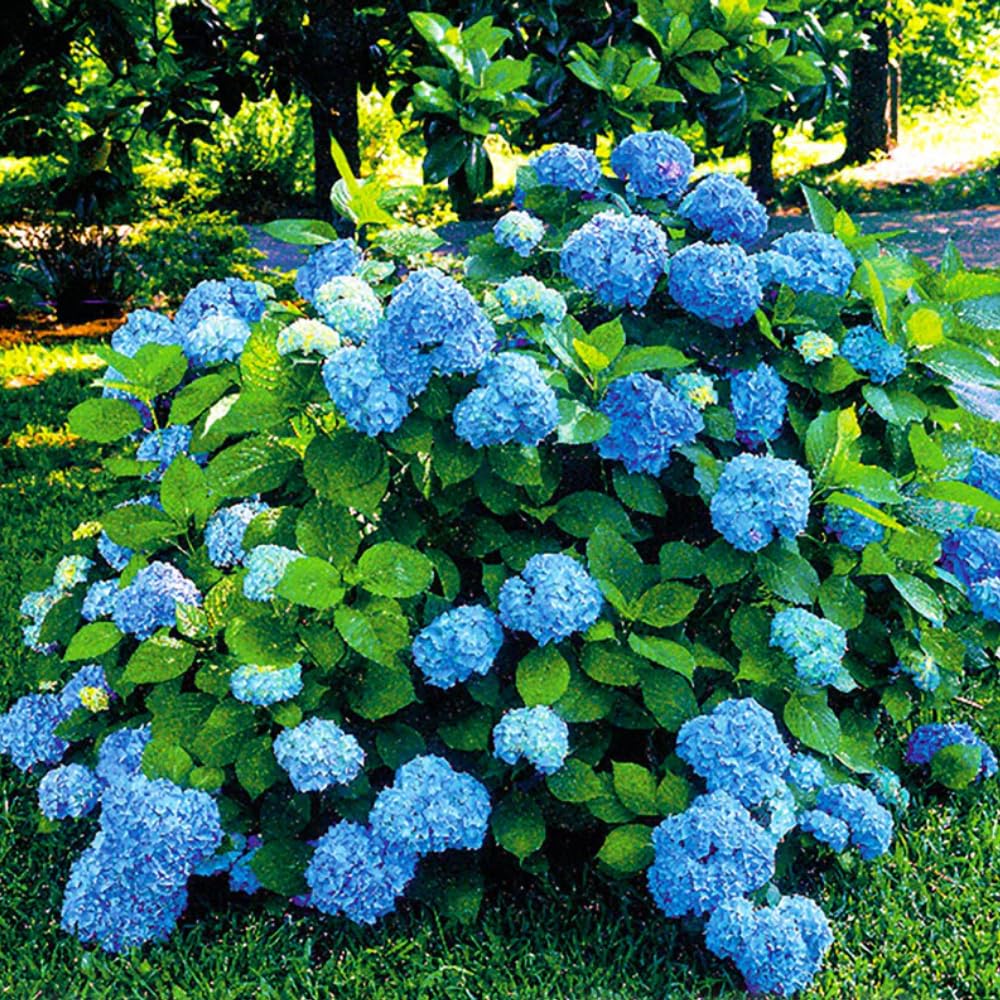 Hydrangea Live Plant, 6-12 Inch Tall, Hardy Flowering Shrub in 2.5" Pot, Outdoor Garden Hydrangea Bush (Blue Hydrangea)