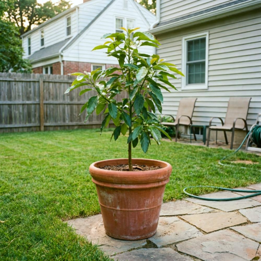 Dwarf Avocado Tree, Avocado Tree Live Plant, 6-12 Inc Tall, Sweet Tropical Fruit Trees for Indoor and Outdoor Planting