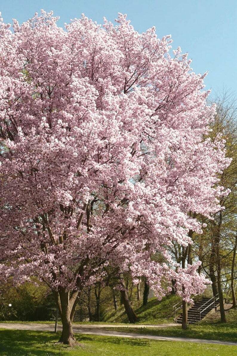 Live Plant - Autumnalis Flowering Cherry Tree - Live Plant - 6-12" Tall