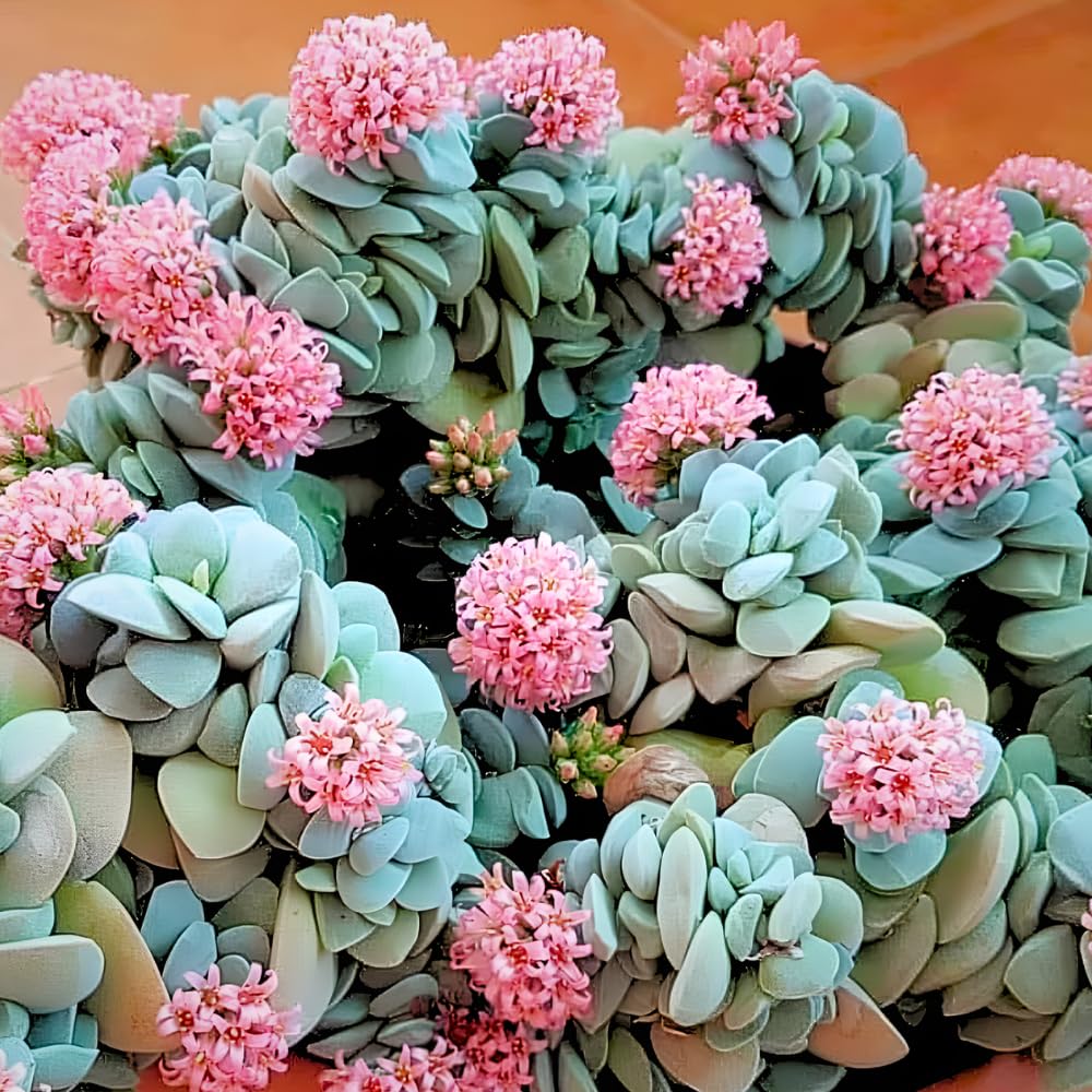 Crassula Live Plant, Crassula Live Succulent Plant, Pink Flower, 2 Inch Pot for Indoor Houseplant