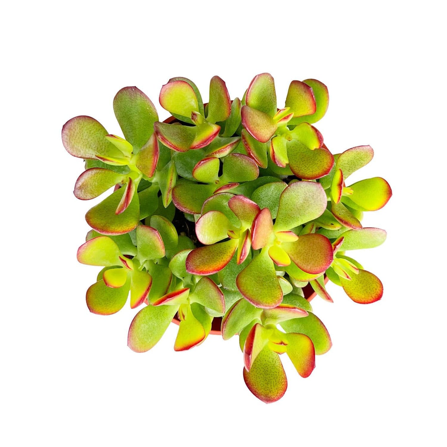Sprout N Green Dwarf Jade - Crassula Ovata Crosby's Compact, Rare Cute Succulent Plant Fully Rooted in 4" Pot