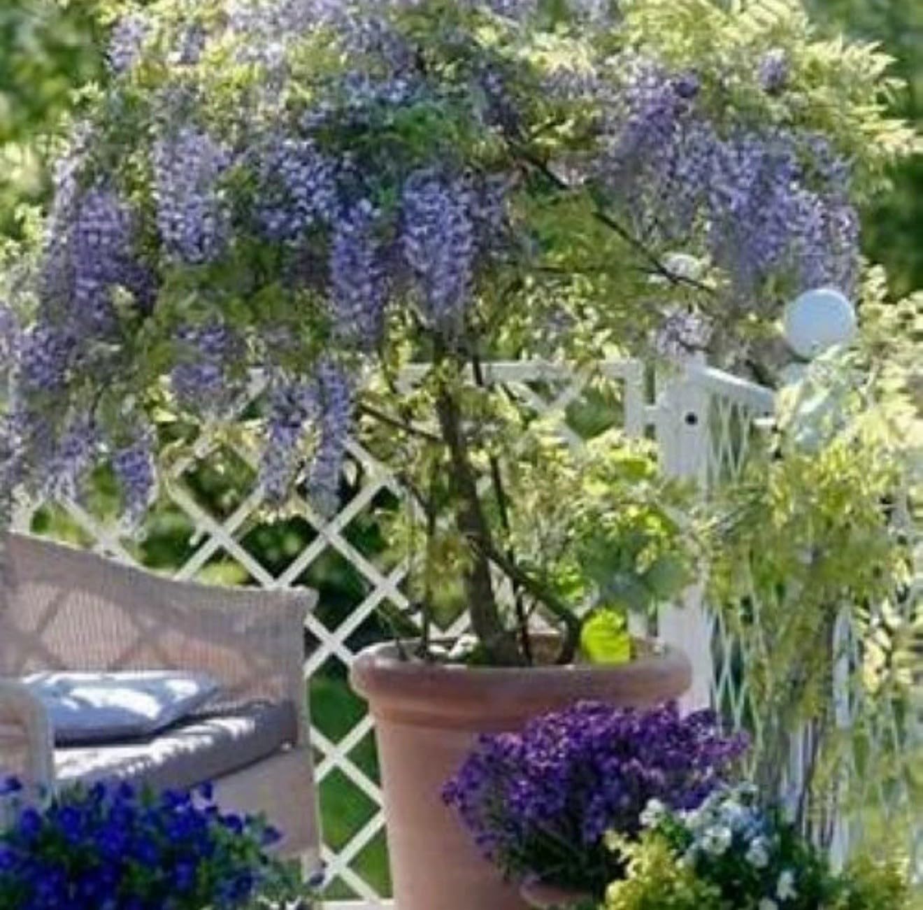 Live Plant - Amethyst Fallswisteria Frutescenslive Starter Plant