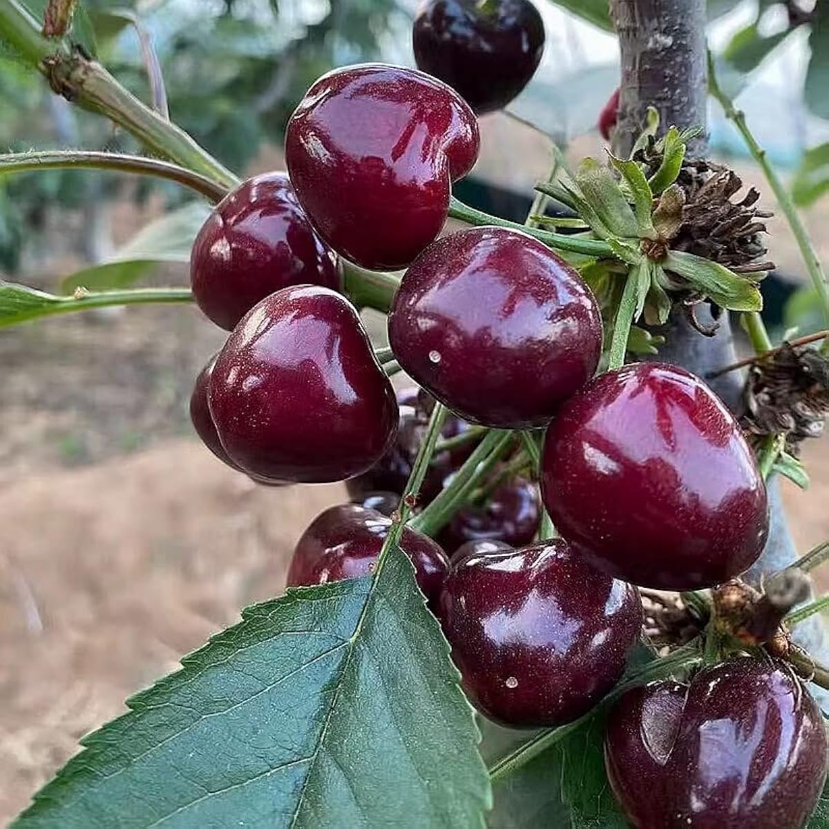 40 Pcs Black Cherry Tree Seeds, Fruit Tree Seeds for Planting, Prunus Serotina Dwarf Cherry Tree with Edible Black Cherries Non-GMO Fruit Seeds for Planting