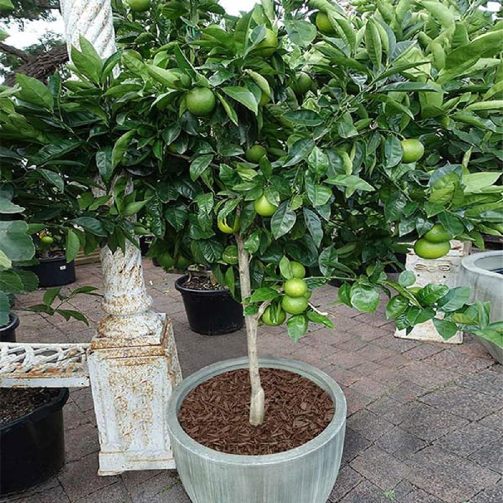 Brighter Blooms - Key Lime Bush, 1 Gallon - No Shipping to AK, AL, AZ, CA, FL, GA, HI, LA, MS, OR, TX