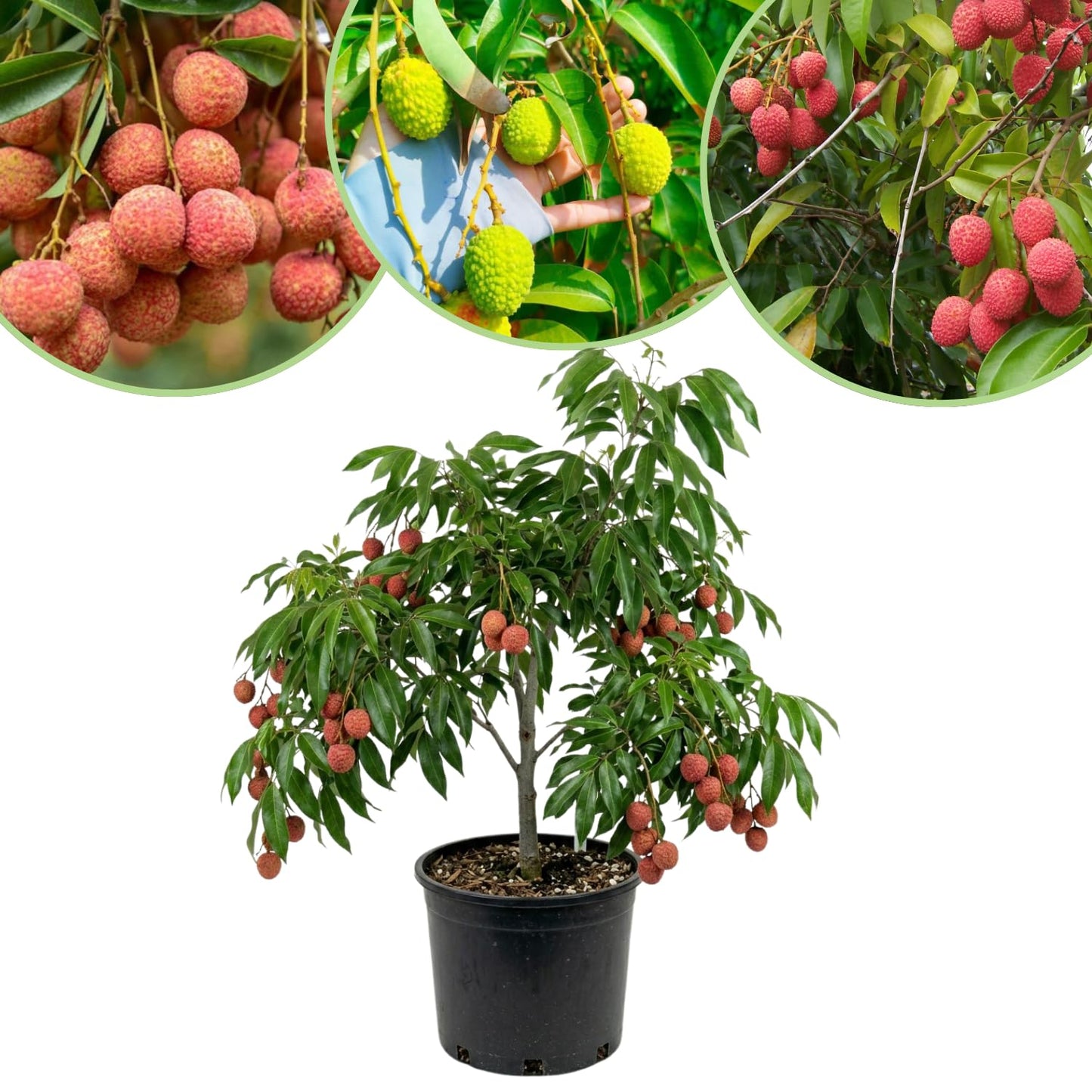 Sweet Lychee Plant Live, Lychee Fruit Tree 3 Feet Tall in 3 Gal Pot, Hardy Plant for Outdoor Garden, No Ship to CA