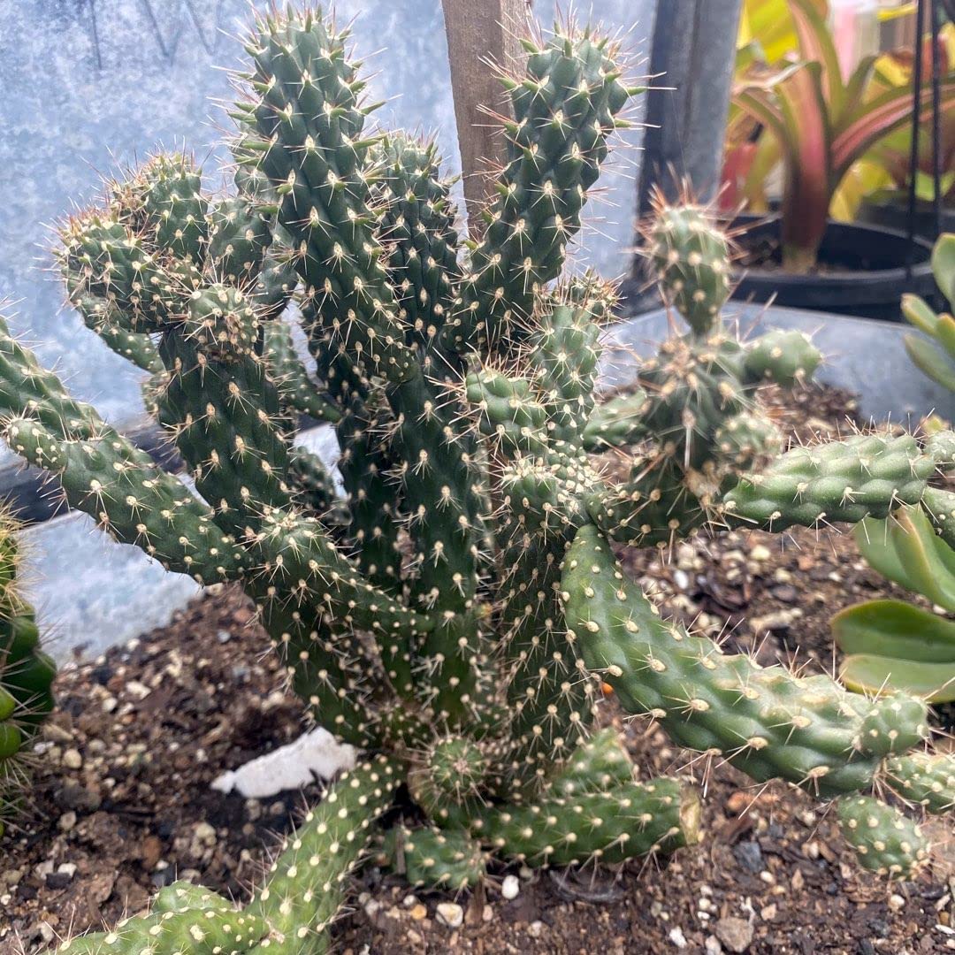 Unrooted Cuttings of Coral Cactus, Boxing Glove Cactus, Cylindropuntia fulgida VAR. mamillata , Cutting About 4" ~ 5" Long Each (2)