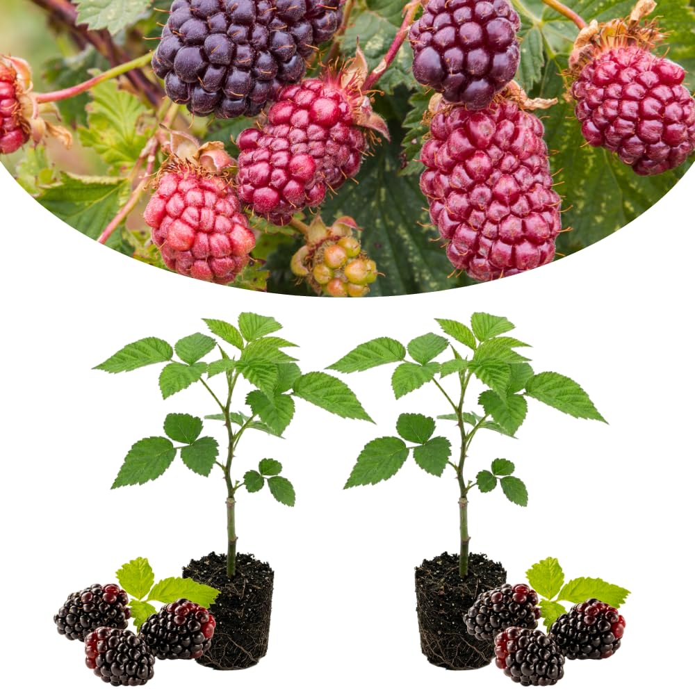 Set 3 Thornless Boysenberry Plants, Boysenberry Plants Live for Planting, 4-6 Inc Tall, Well Rooted, Sweet Berries, Boysenberries Plant for Indoor Outdoor Planting