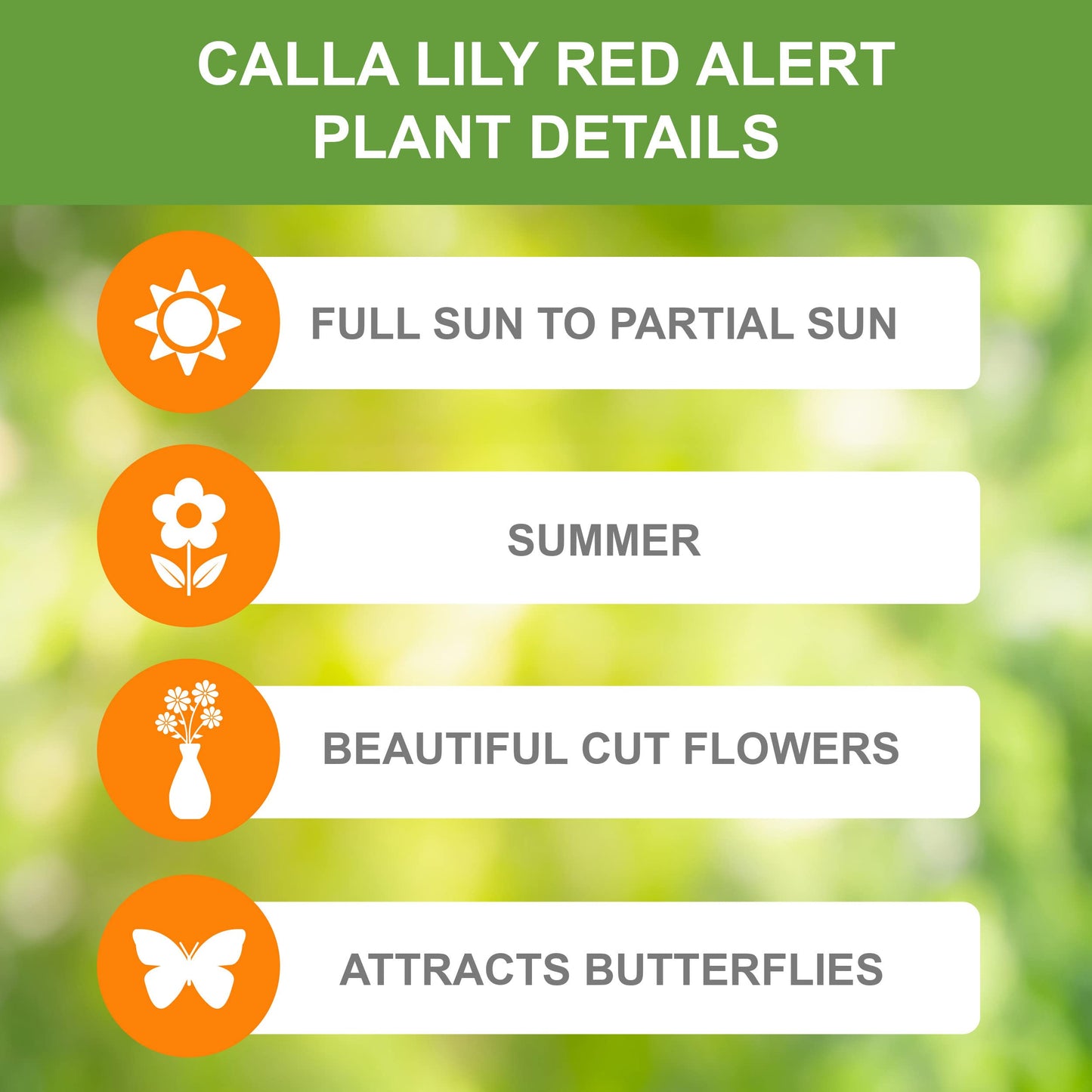 Garden State Bulb Red Alert Calla Lily Flower Bulbs, 12/14cm, Spring Planting (Bag of 5)