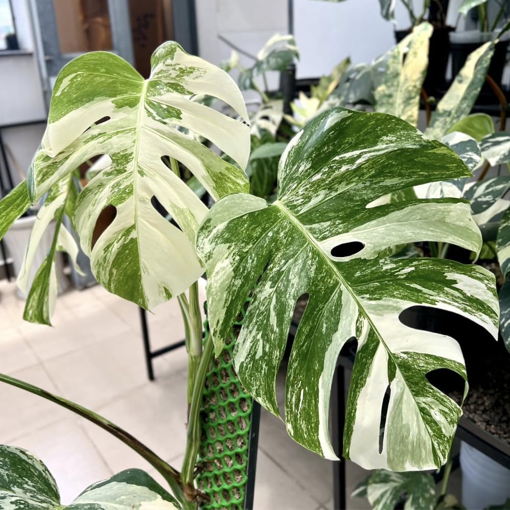 Philodendron Plant Live, Rare Tropical Variegated Live Indoor Houseplant, Starter Plants No Pot, 5-9" in Tall (Monstera Thai Constellation)