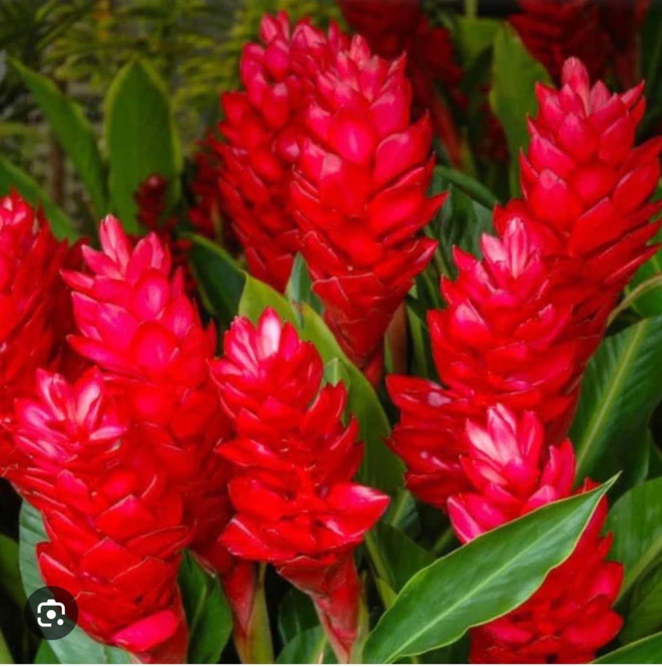 Live Plant - Hawaiian Red Ginger-Alpinia Purpurata- Small Rooted Starter Plant