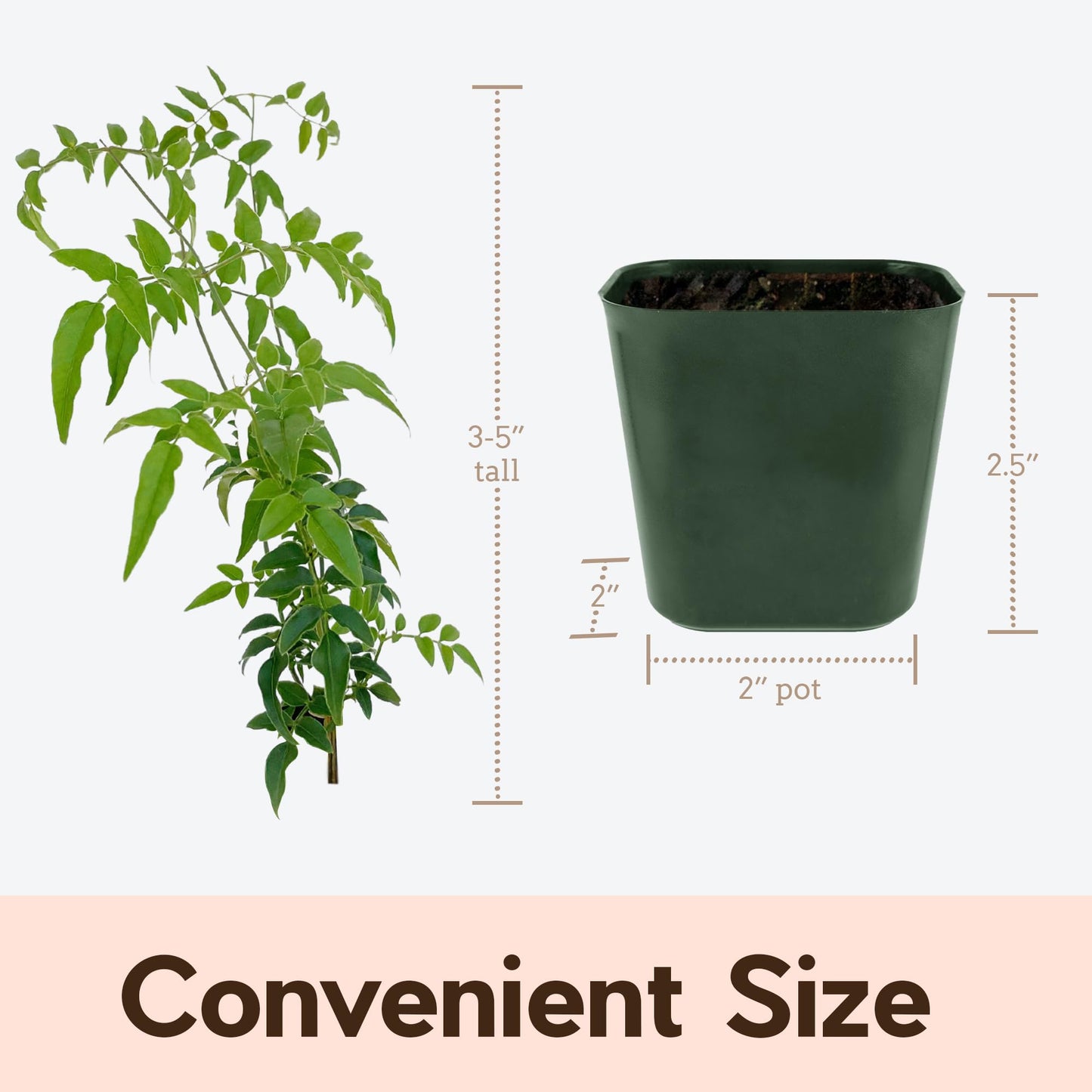 Mini Pink Jasmine Vine, Fragrant and Live Houseplant, 2 Inch Pot, Jasminum Polyanthum (2)
