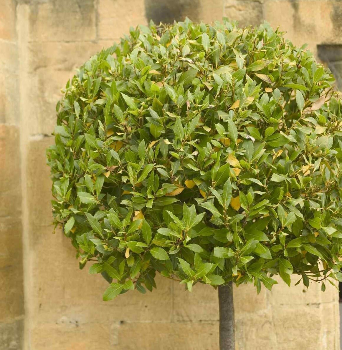 Live Plant - 3 Bay Leaf Trees - 3-6" Tall Live Plants - Sweet Bay Laurel - Laurus nobilis