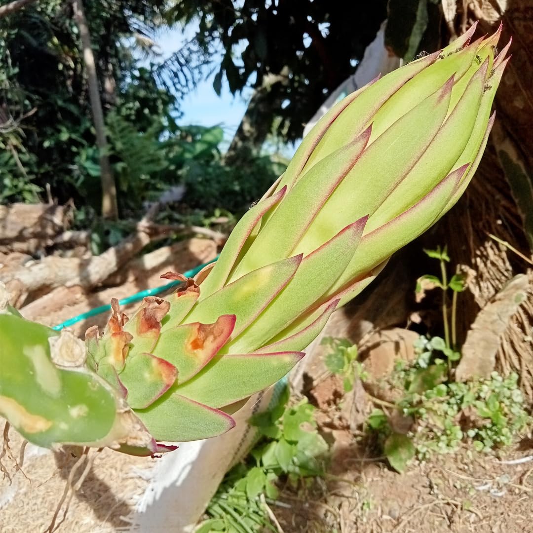 White Dragon Fruit Live Plant, Tropical Sweet Fruit Plant, Well Rooted in 4'' Pot, Ready to Grow