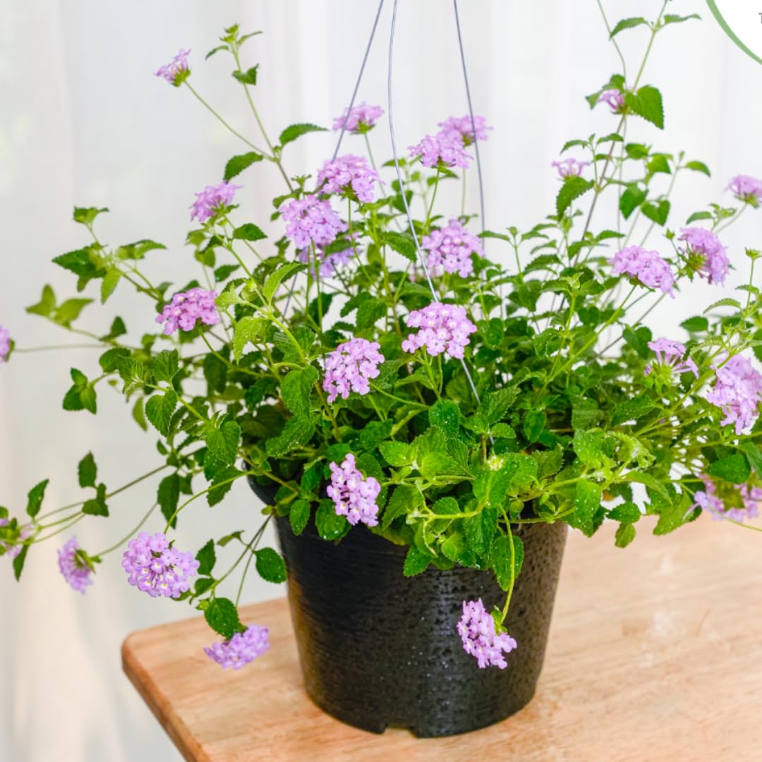 Mixed 4 Lantana Plants Live for Planting Outdoor, Lantana Trees or Trailing, Ready to Bloom, Hardy, Long Blooming Vibrant Perennial, 4-6" in Tall Spring Growing