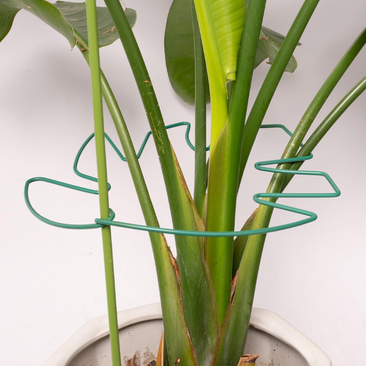 Yohsnor 5PCS Monstera Plant Support Stem 9 x 7.6 in- Durable Stabilizer Set for Indoor Climbing Plants, Holders for Enhancing Growth, Ideal Gift for Plant Lovers, Fishbone Cactus Stake Garden Tool