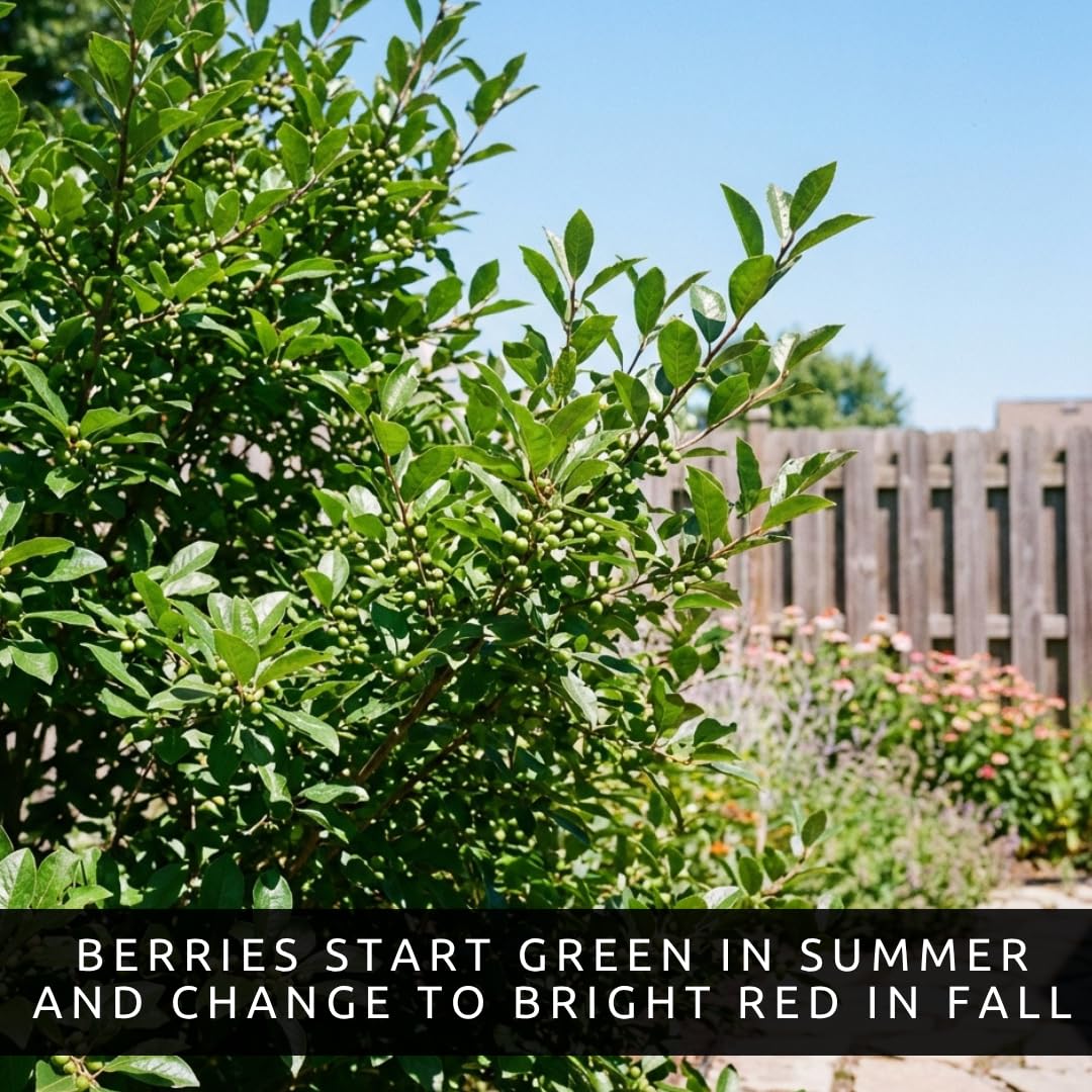 3 Winterberry Holly Plants for Growing (Ilex verticillata) Live Shrubs | Brilliant Red Winter Berries | Native Deciduous Holly for Landscaping & Wildlife (3 Plants)
