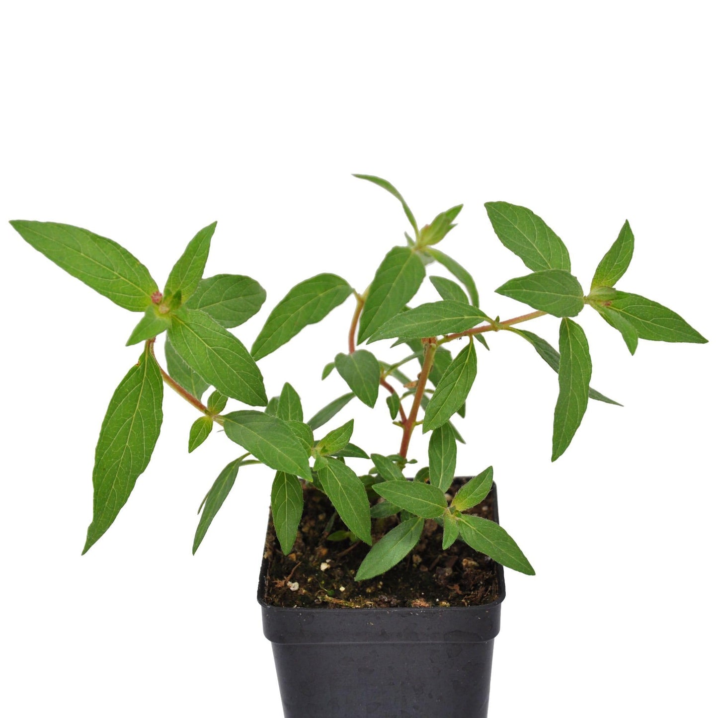 Cuphea Llavea, Bat-Faced Cuphea, C. Blepharophylla, Red or Torpedo Cuphea, Houseplant or Annual, Loved by Pollinators, Container Size: 3" (2.6x3.5)